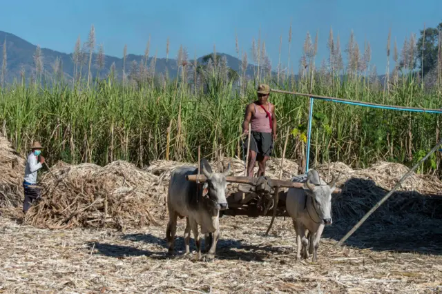 အင်းလေးအနီးက ကြံစိုက်ခင်းတွေ  ၂၀၁၇