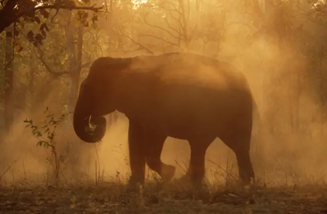 யானை தாக்கியதில் முதியவர் மரணம்