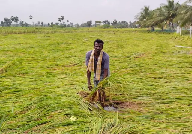 திடீர் மழையினால் அறுவடை செய்ய முடியாமல் தவிப்பதாக கூறும் விவசாயிகள்