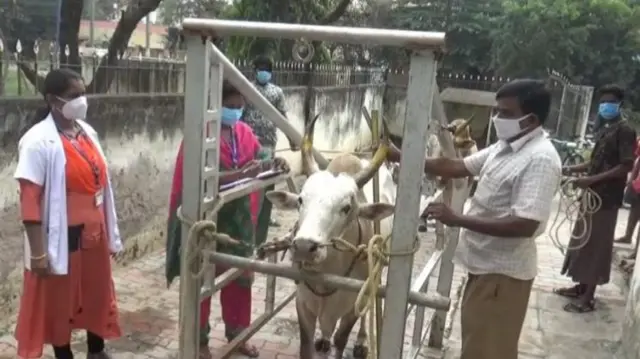நாட்டு காளைகள் மட்டுமே ஜல்லிக்கட்டுக்கு அனுமதிக்கப்படுகிறது