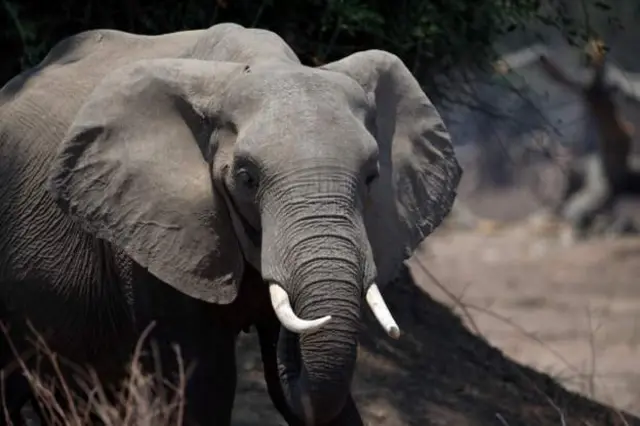 tembo