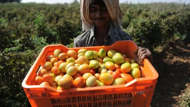 टमाटर