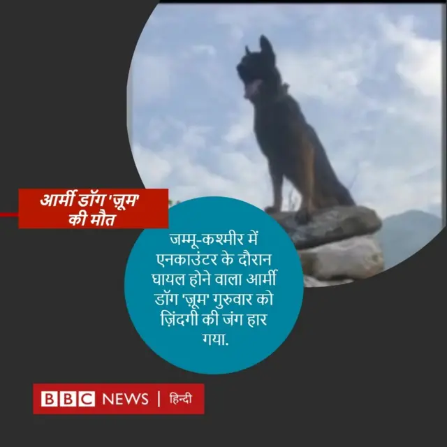 ज़ूम
