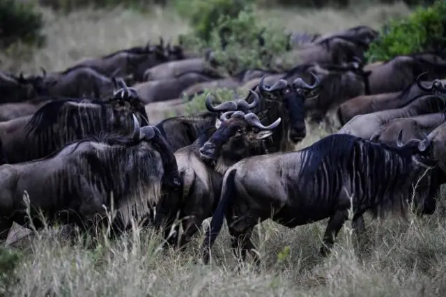 Serengeti