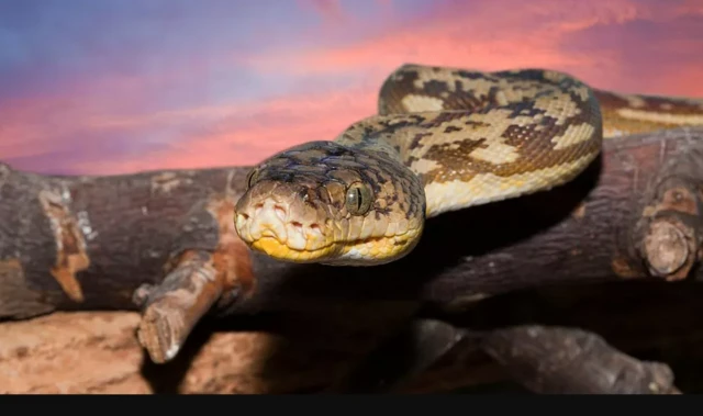 Mas