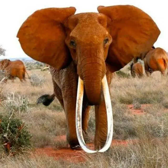 Twitter/ KWS