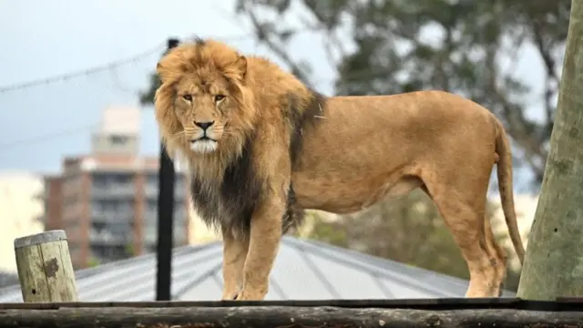 సింహం