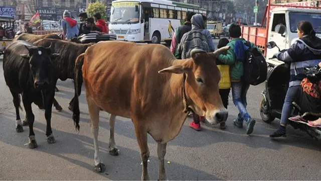 आवारा पशु