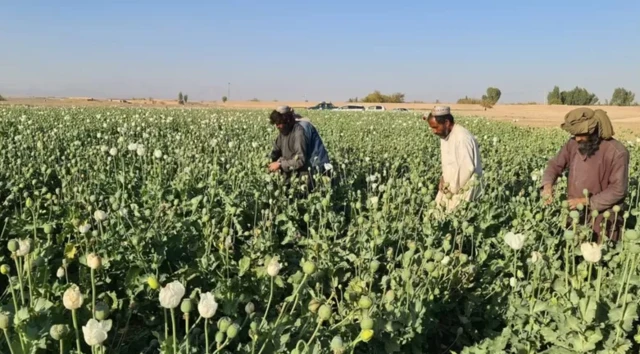 کشاورزان در ولایت هلمند: چاره‌ای ندارند جز اینکه برای سیر کردن خانواده‌های گرسنه خود به "تولید تریاک" روی آورند