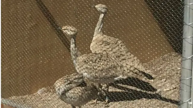افغانستان