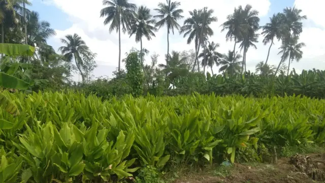 பட்ஜெட்