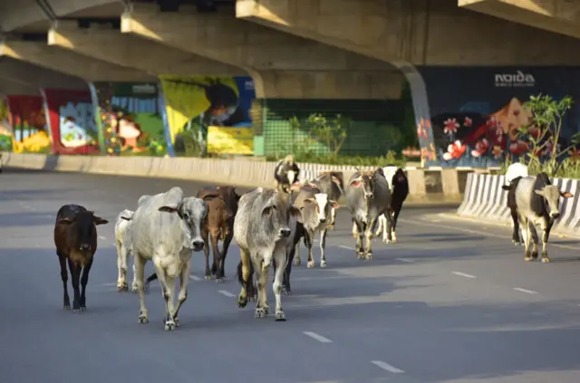 आवारा पशु