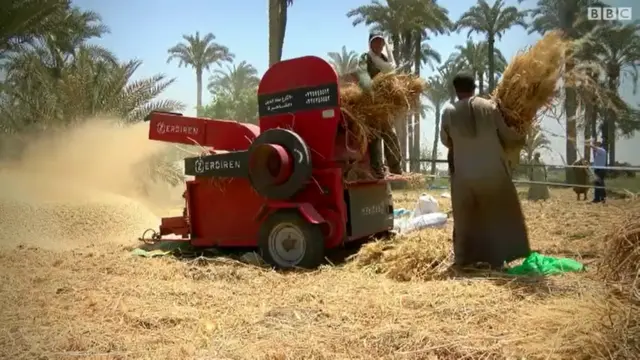 القمح