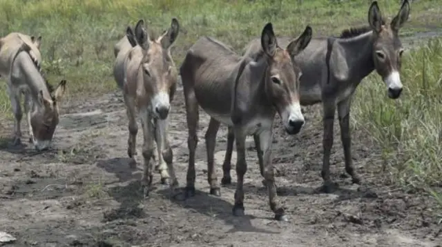 Donkeys