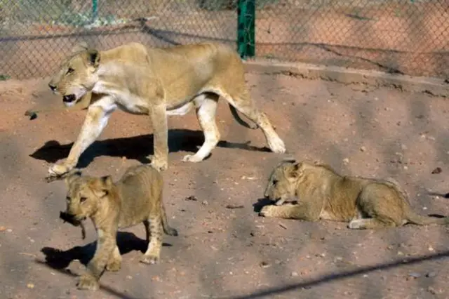 Here she walks with cubs in an enclosure at the reserve