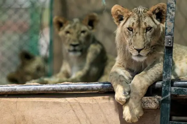 Kandaka (R) the lioness once had protruding ribs and loose skin