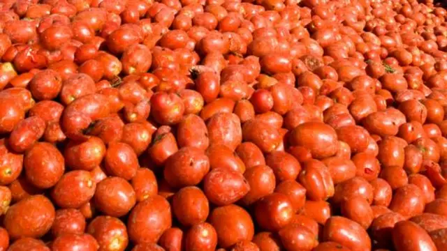 Tomatoes