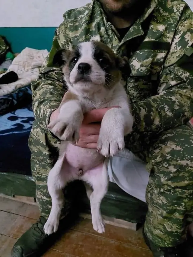 Собаки