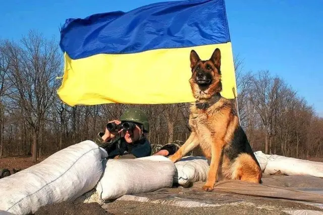 Собаки