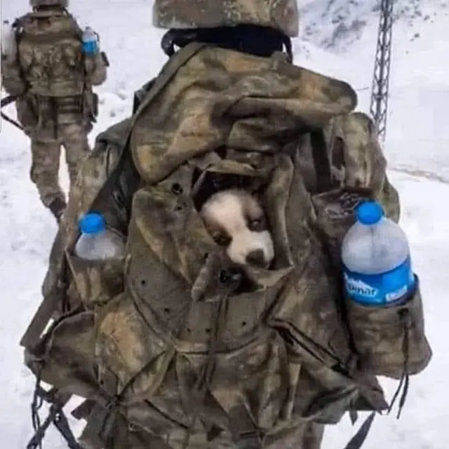 Собаки