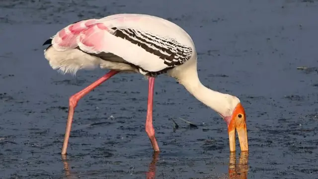 வேடந்தாங்கல்