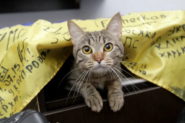 cat