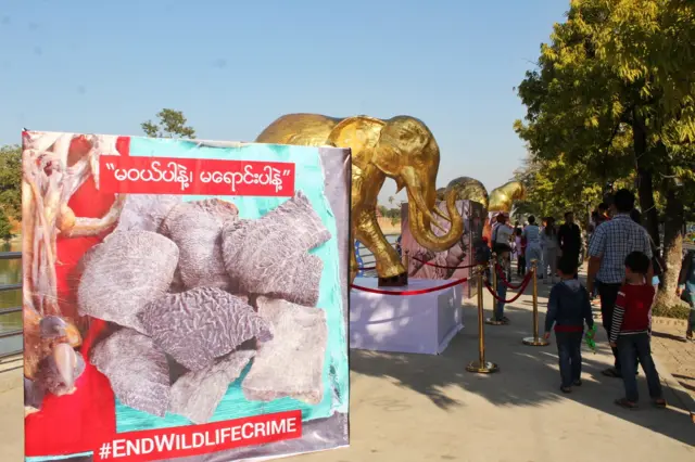 တောရိုင်းတိရစ္ဆာန်