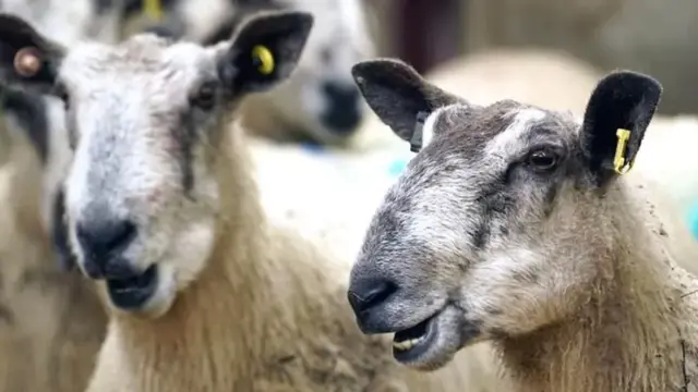 హలాల్ మాంసం