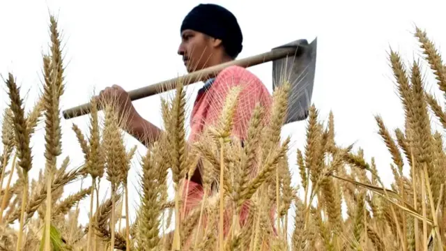 ਕਣਕ