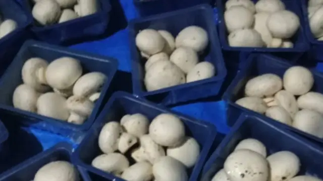 मशरूम