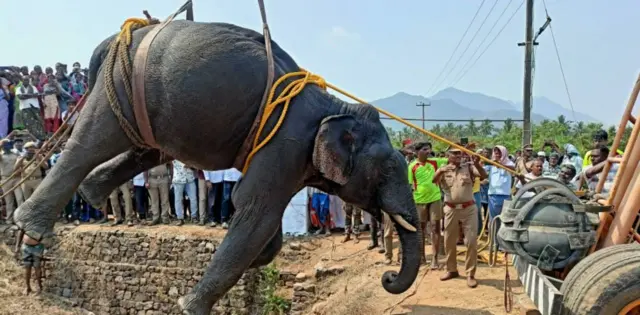 தவறி விழுந்த யானை