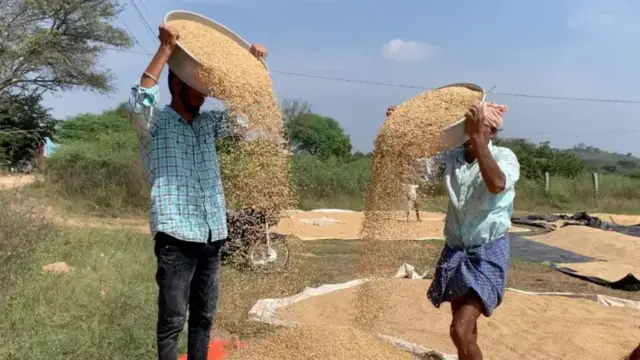 వరి ధాన్యం