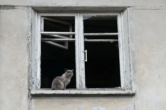 кот на окне