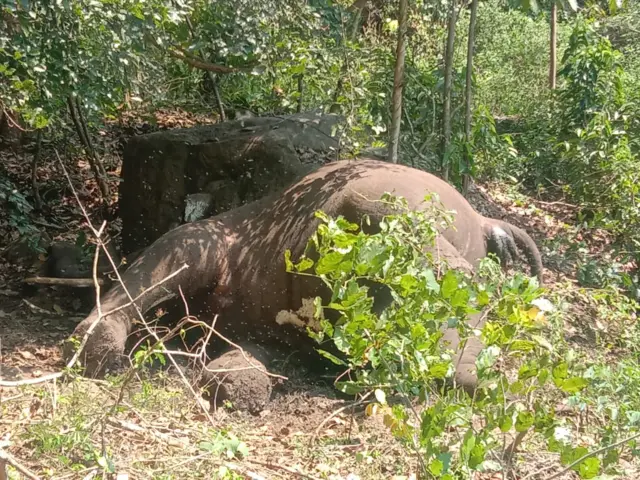 யானை உயிரிழப்பு
