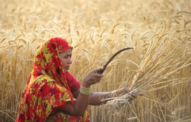 مزارعة هندية تحصد القمح في حقل بالقرب من مدينة الله آباد.
