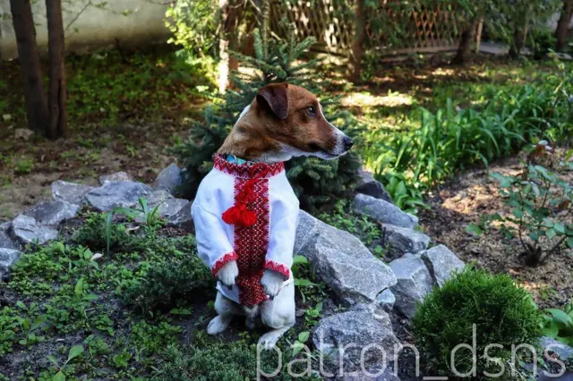 instagram/patron_dsns