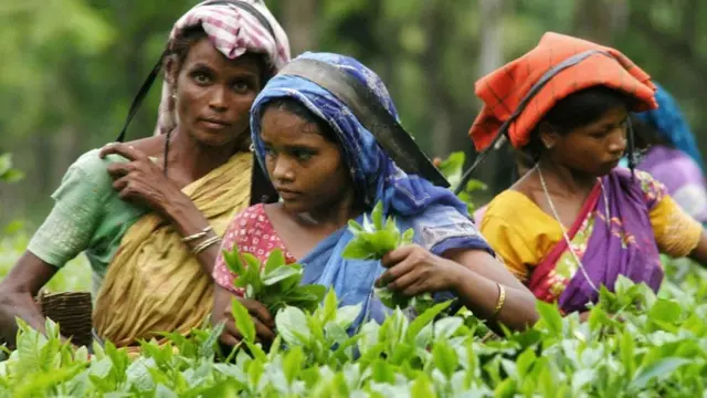 असम चाय बागान