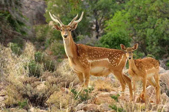 گونه جانوری