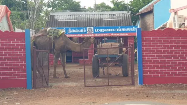 சிவகங்கை அருகே ஒட்டகம் மூலம் மணல் கடத்தல்