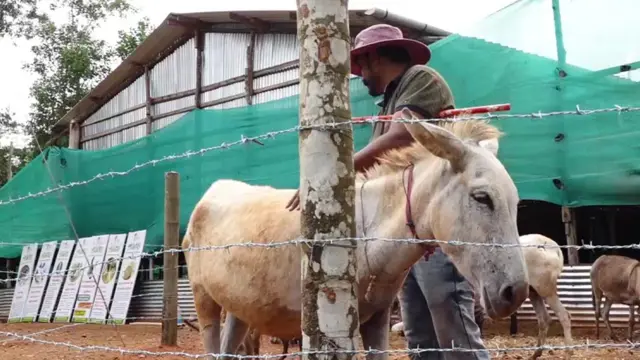 గాడిదల పాల డెయిరీ