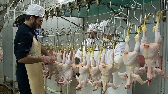مرغ
