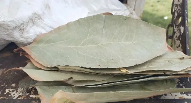 திருச்செந்தூர் - பீடி இலைகள்