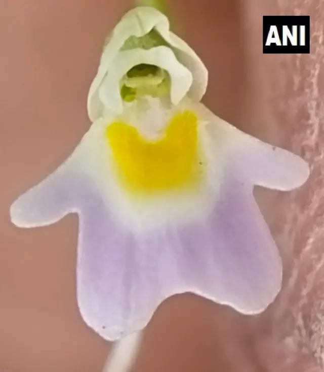 Utricularia Furcellata