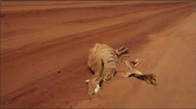 Xaalada abaarta Soomaaliya oo laga deyrinayo