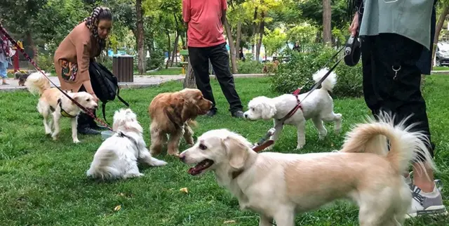 سگ در پارک های تهران