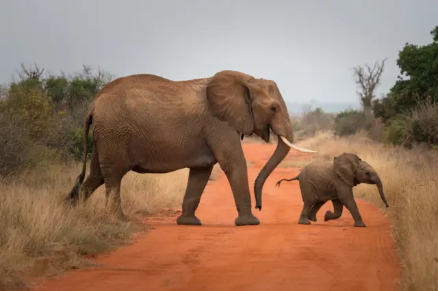 Elephants kill five pipo for Mozambique region