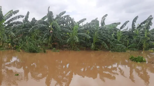 కోనసీమ