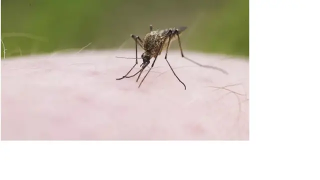 డెంగీ ఫీవర్