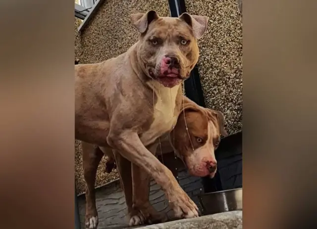American Bully XL