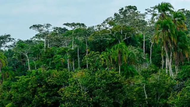 DRC Rain Forest